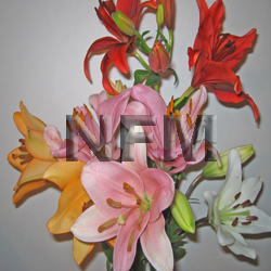 lilies asiatic assorted